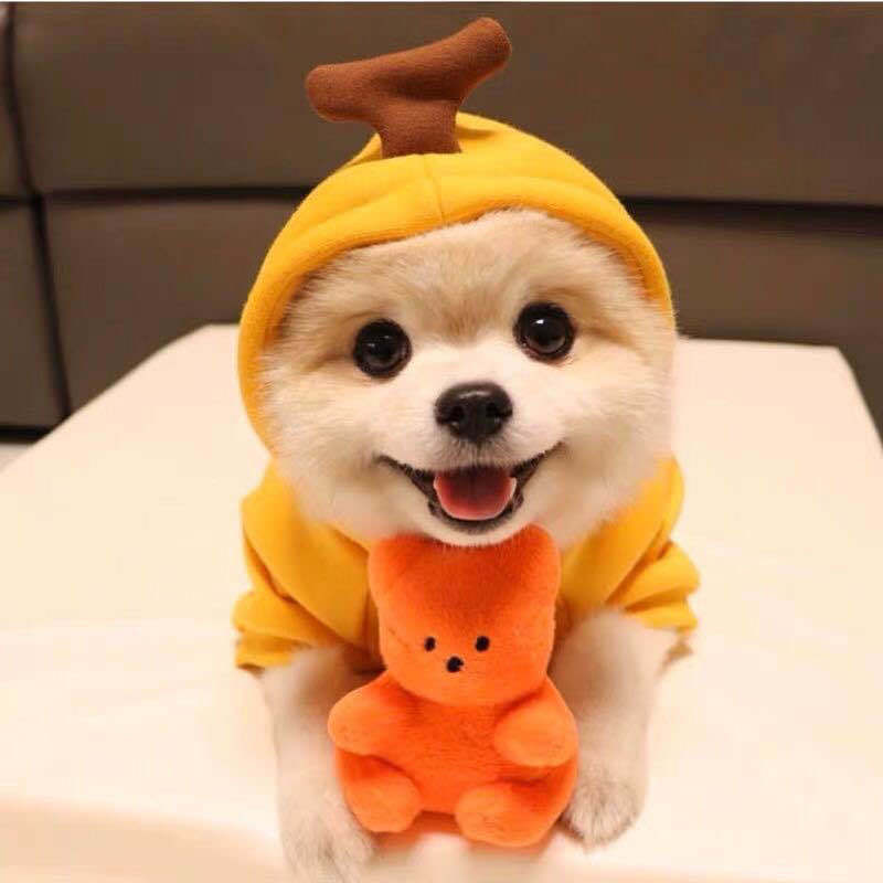 Dog Costume For the Winter